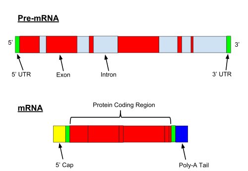 Precursor mRNA
